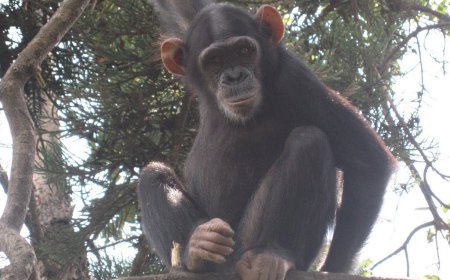 Appel à la protection des espèces rares après l’abattage d’un chimpanzé échappé du parc des Virunga