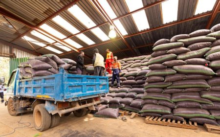 Campagne agricole 2024-2025 : Plus de 8.000 tonnes de maïs produites par les planteurs encadrés par TFM dans sa concession