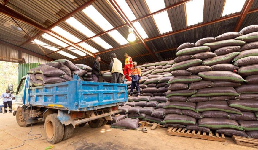 Campagne agricole 2024-2025 : Plus de 8.000 tonnes de maïs produites par les planteurs encadrés par TFM dans sa concession