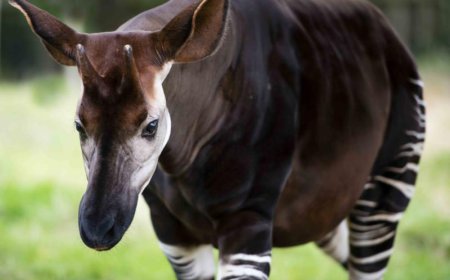 Espèce menacée : l’okapi obtient le niveau de protection internationale le plus élevé