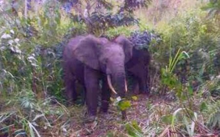Haut-Lomami : 4 personnes tuées par des éléphants à Malemba Nkulu