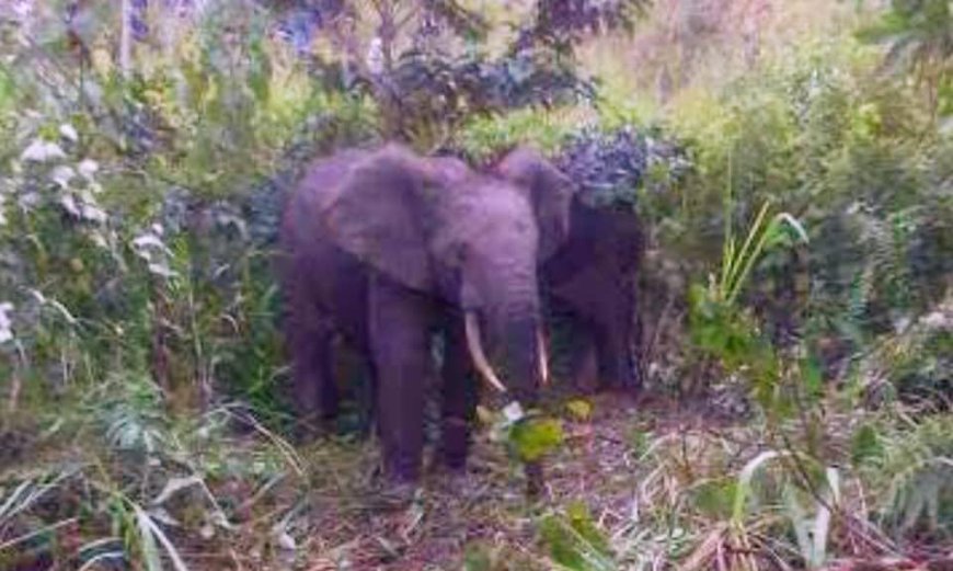 Haut-Lomami : 4 personnes tuées par des éléphants à Malemba Nkulu