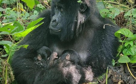 Parc national des Virunga : nouvelle naissance de 2 jumeaux gorilles de montagne