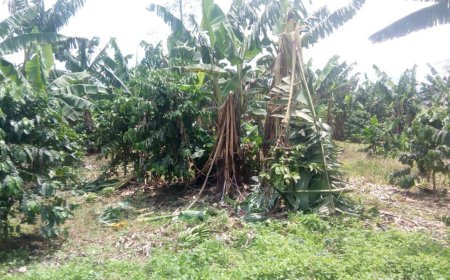 Plus de 300 agriculteurs réclament leurs terres auprès de Dirton Corporation Mining à Lubudi