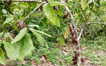 Les acteurs de la filière café-cacao dénoncent harcèlement et extorsions à Kasindi