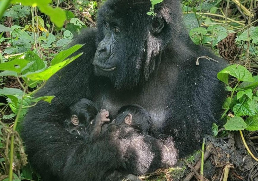 Parc national des Virunga : nouvelle naissance de 2 jumeaux gorilles de montagne