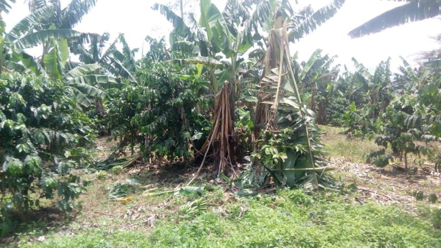 Plus de 300 agriculteurs réclament leurs terres auprès de Dirton Corporation Mining à Lubudi