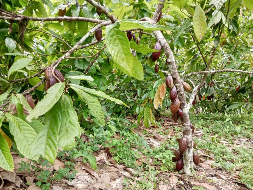 Les acteurs de la filière café-cacao dénoncent harcèlement et extorsions à Kasindi