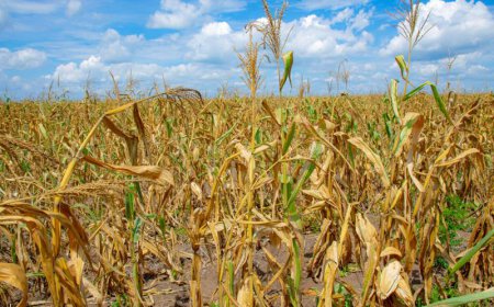 Campagne agricole 2025-2026 : valorisation du modèle d’agrégation au Kwango et relance du site PVA de Mongata