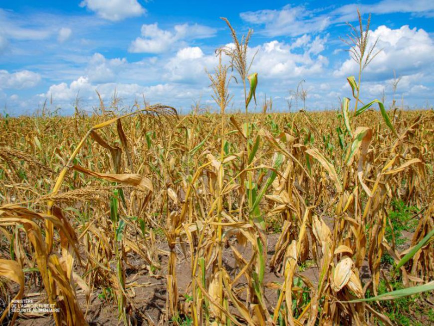 Campagne agricole 2025-2026 : valorisation du modèle d’agrégation au Kwango et relance du site PVA de Mongata